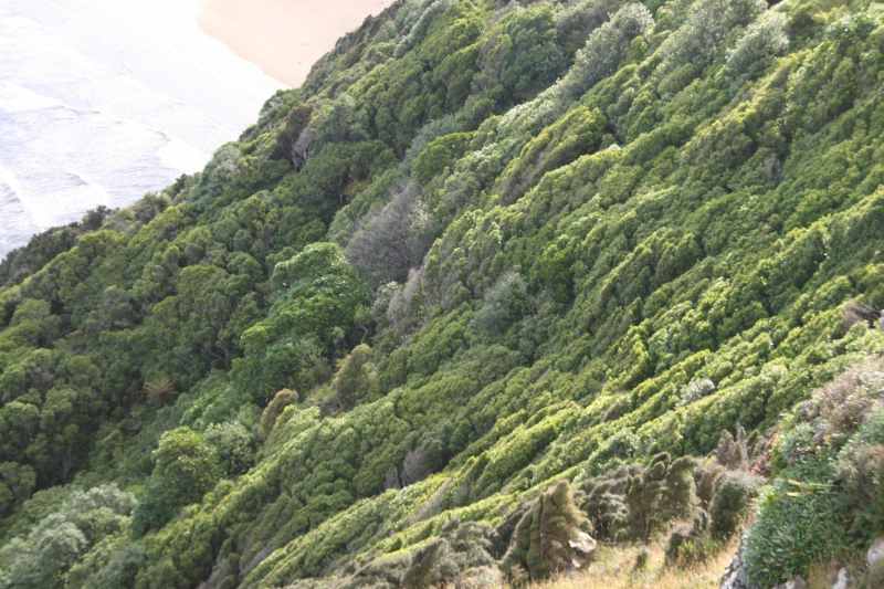 Nieuw-Zeeland 2011 - 1853